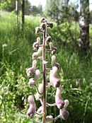 Aconitum lycoctonum buds 1 AB.jpg