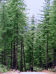 Pinus wallichiana Bhutan2.jpg
